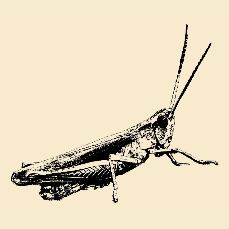 Grasshopper / Grasshopper / Graphic black