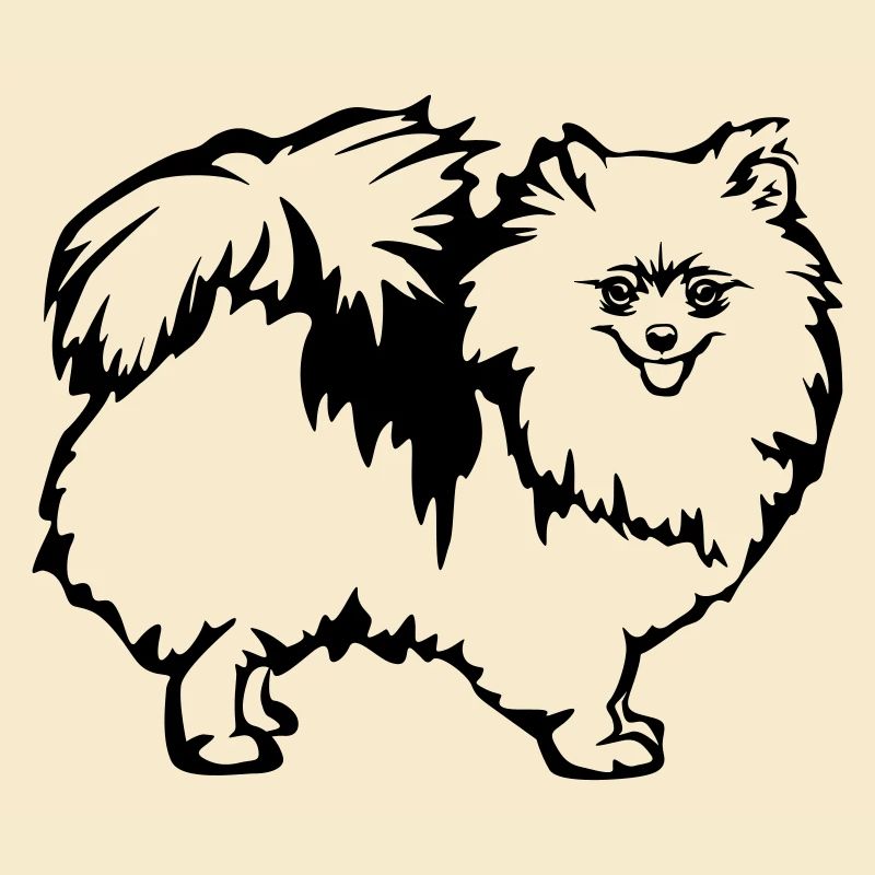 Spitz nain