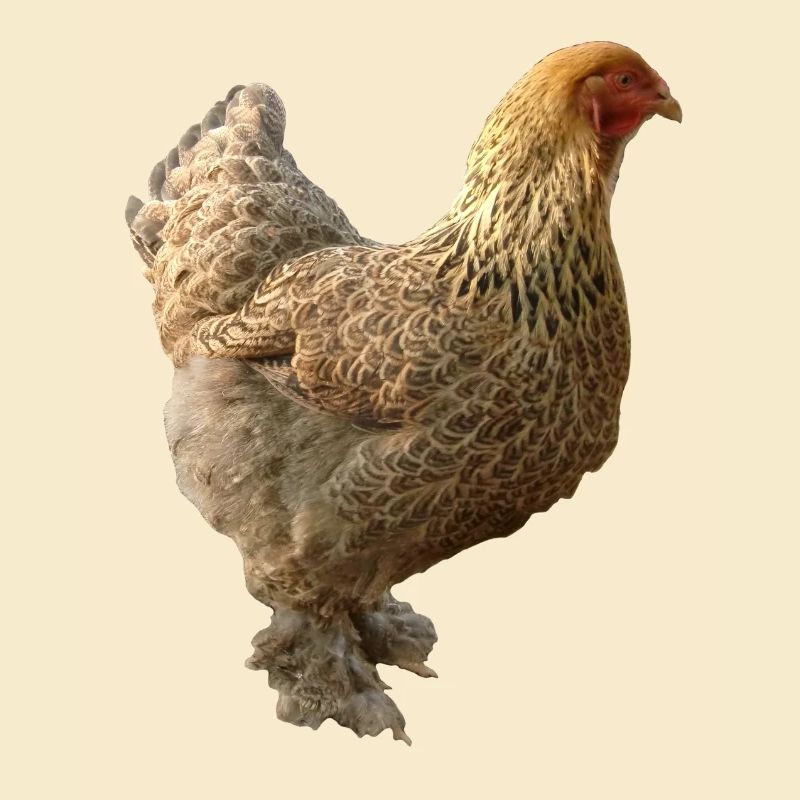 Poulet