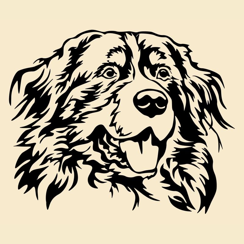 Bernese mountain dog head