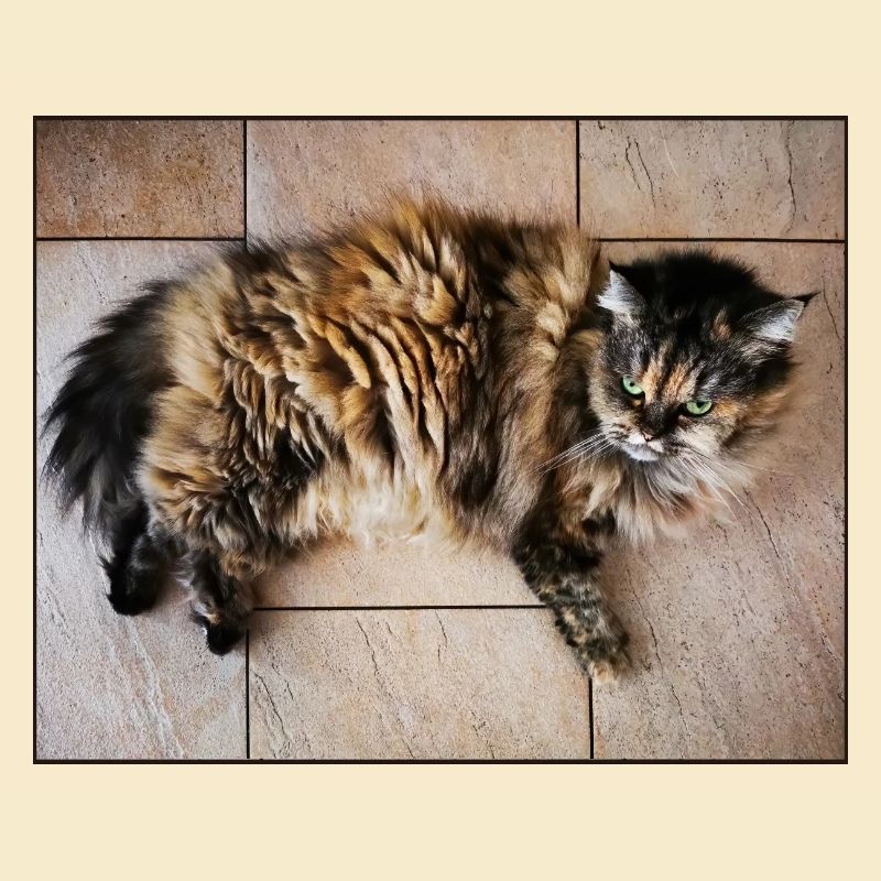 Kitty Cat