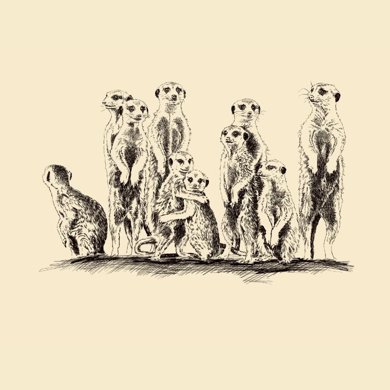 Erdmännchen