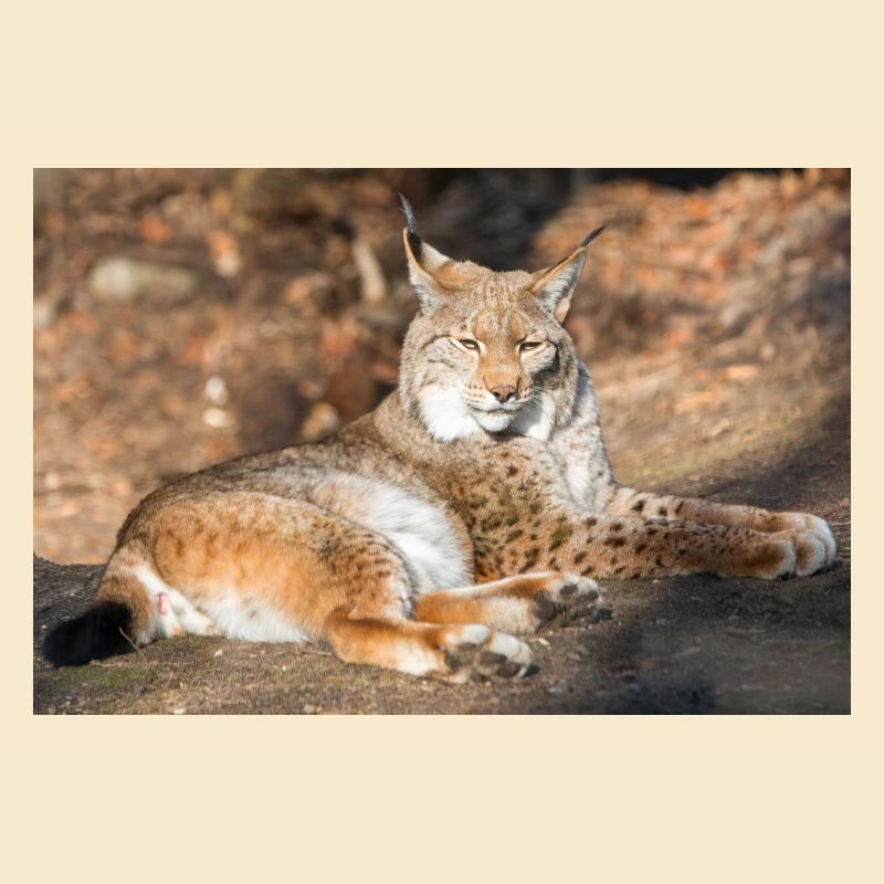 Eurasischer Luchs oder Nordluchs (Lynx lynx)