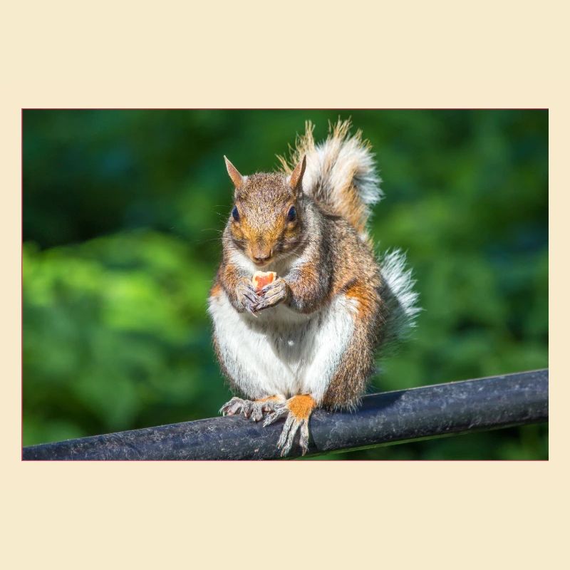 Manger Écureuil gris Grauhörnchen Sciurus caroline