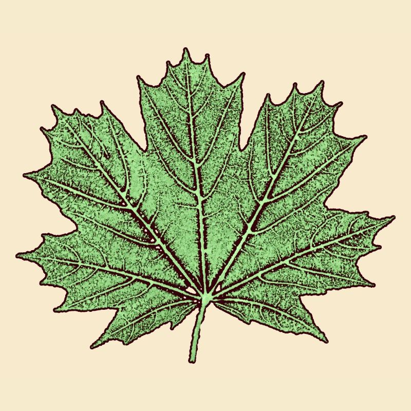 Maple leaf / leaf maple - Botany