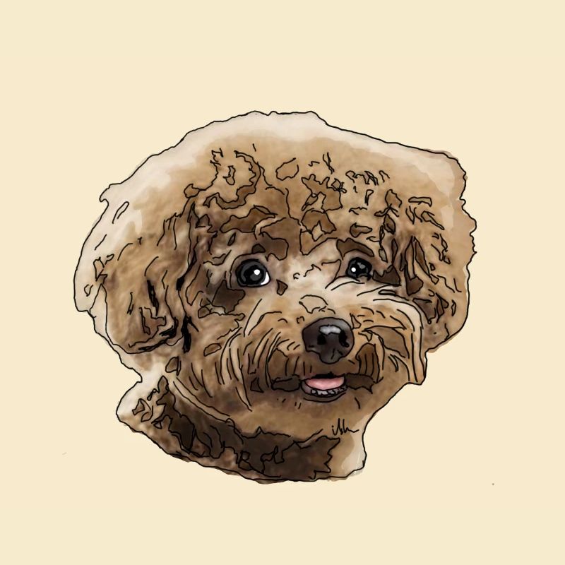 Poodle