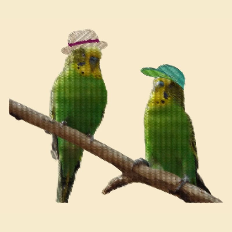 Budgerigar pixel point