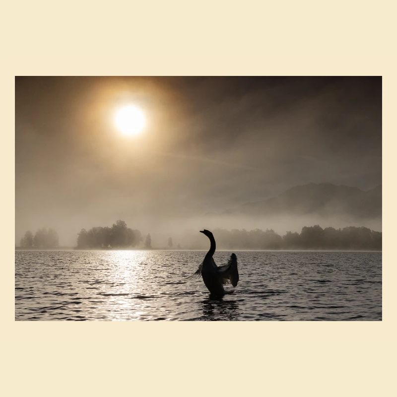 Cygne rétro-éclairé