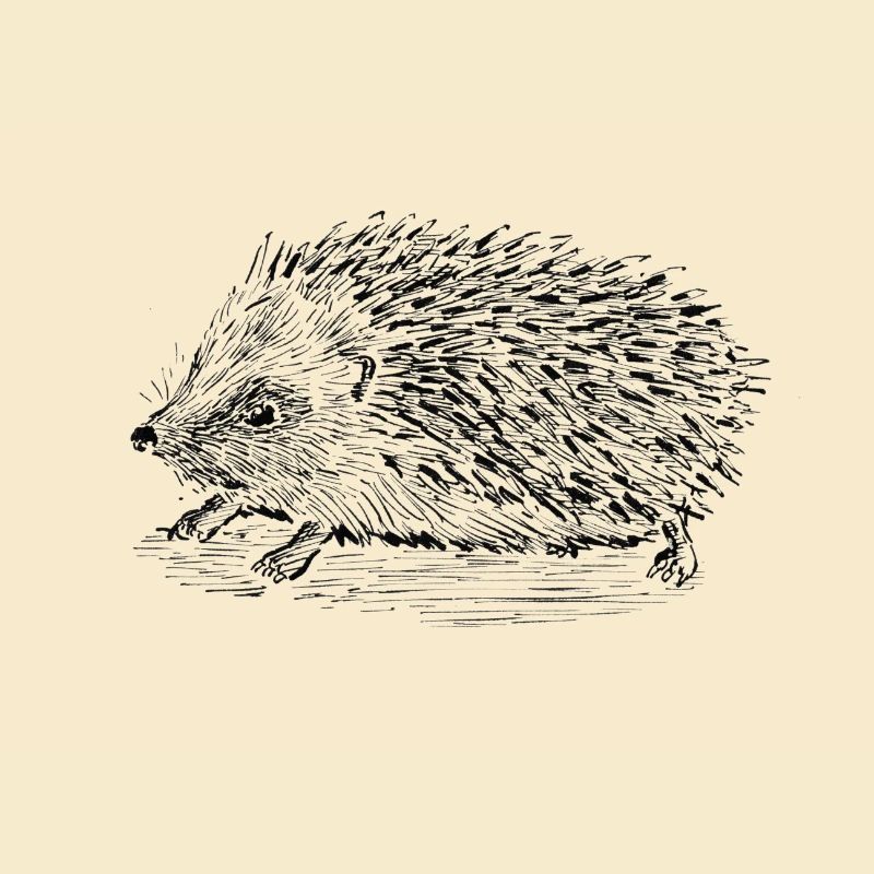 HERISSON