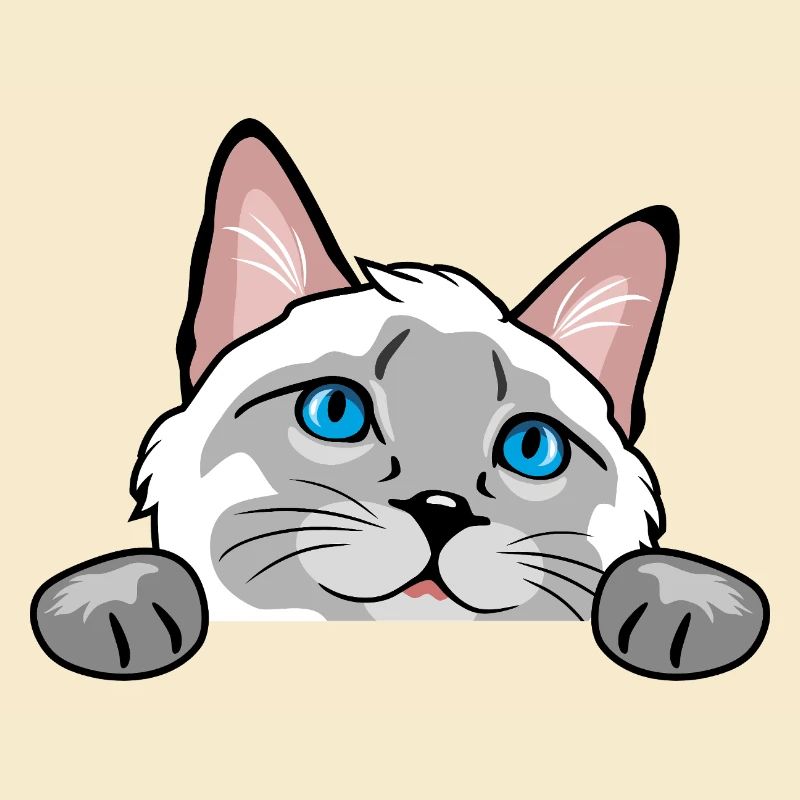 Peeking curious Siamese cat
