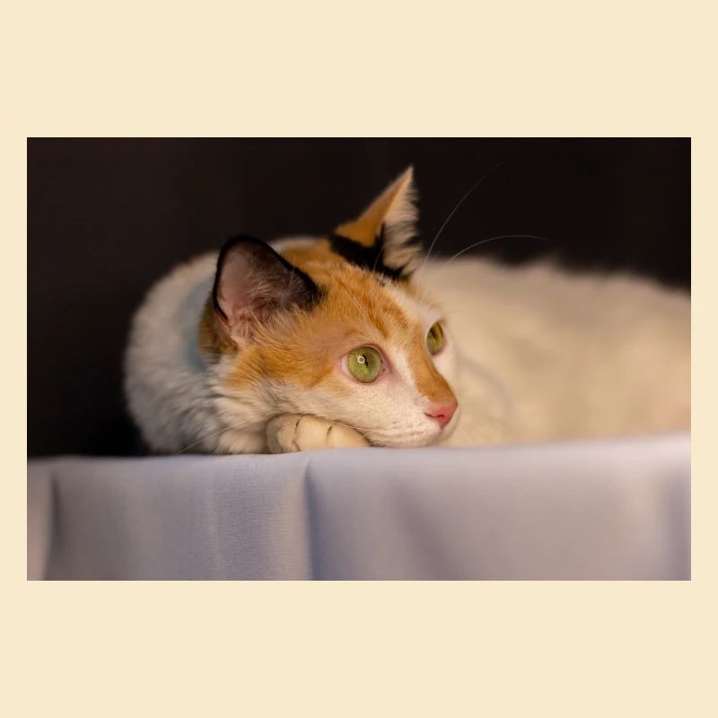 le chat