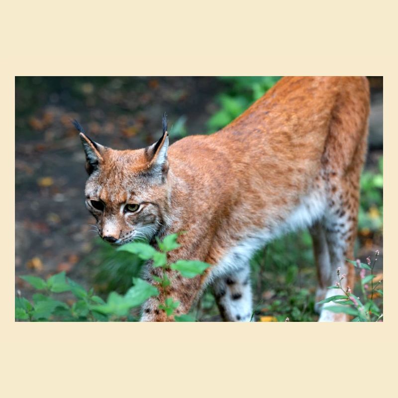Eurasischer Luchs oder Nördlicher Luchs