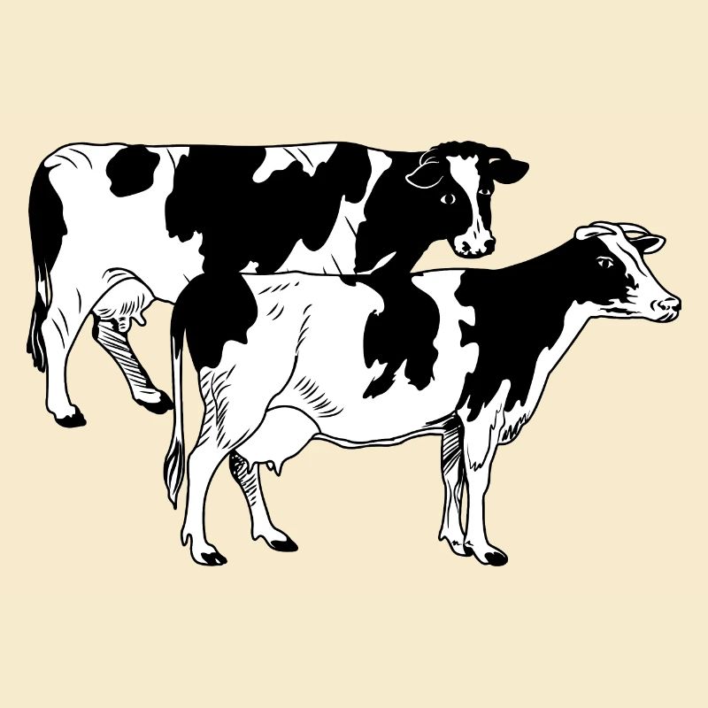 Two cows black and white