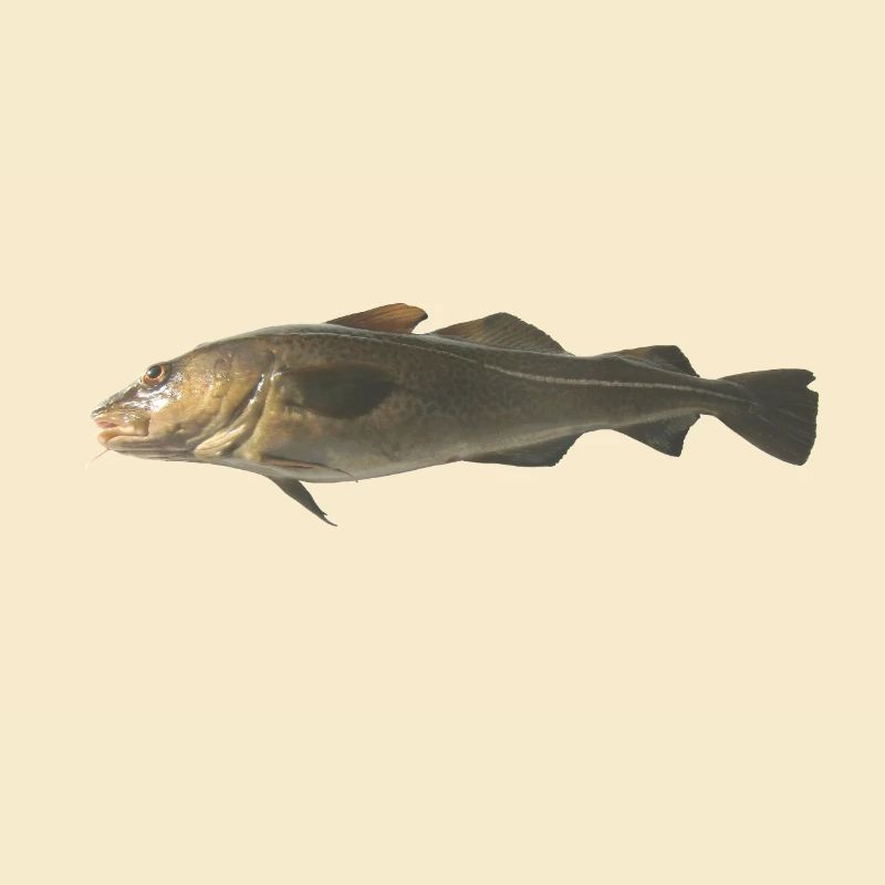 cod