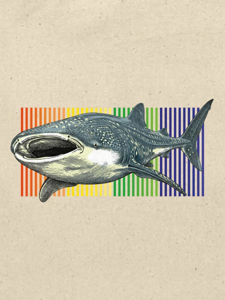 Walhai-Rhincodon-Typus