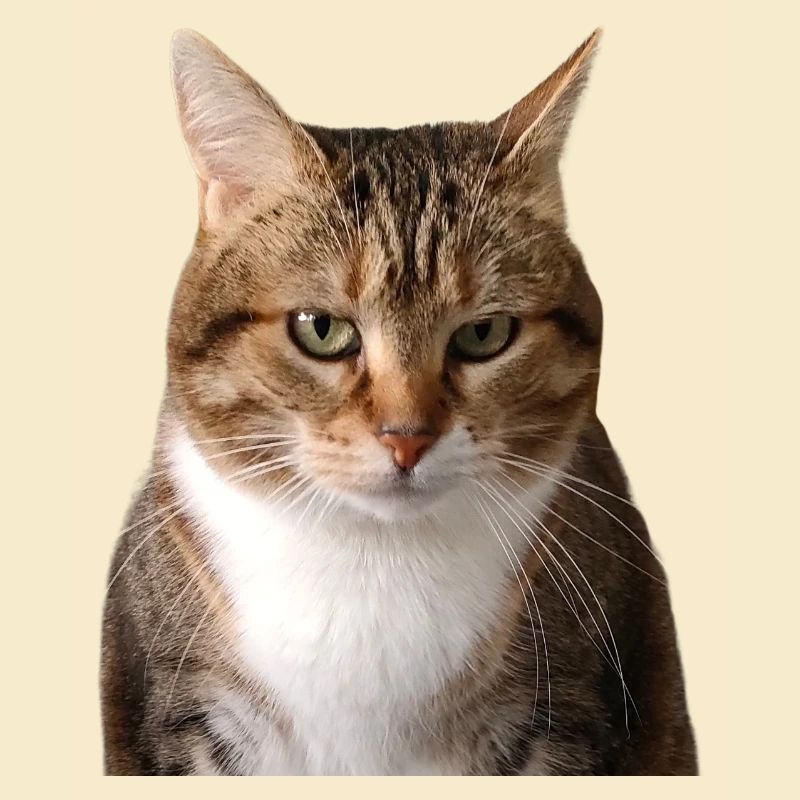 Missty portrait
