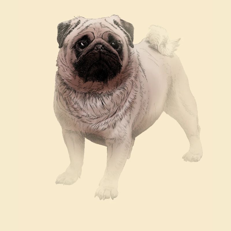 Mops