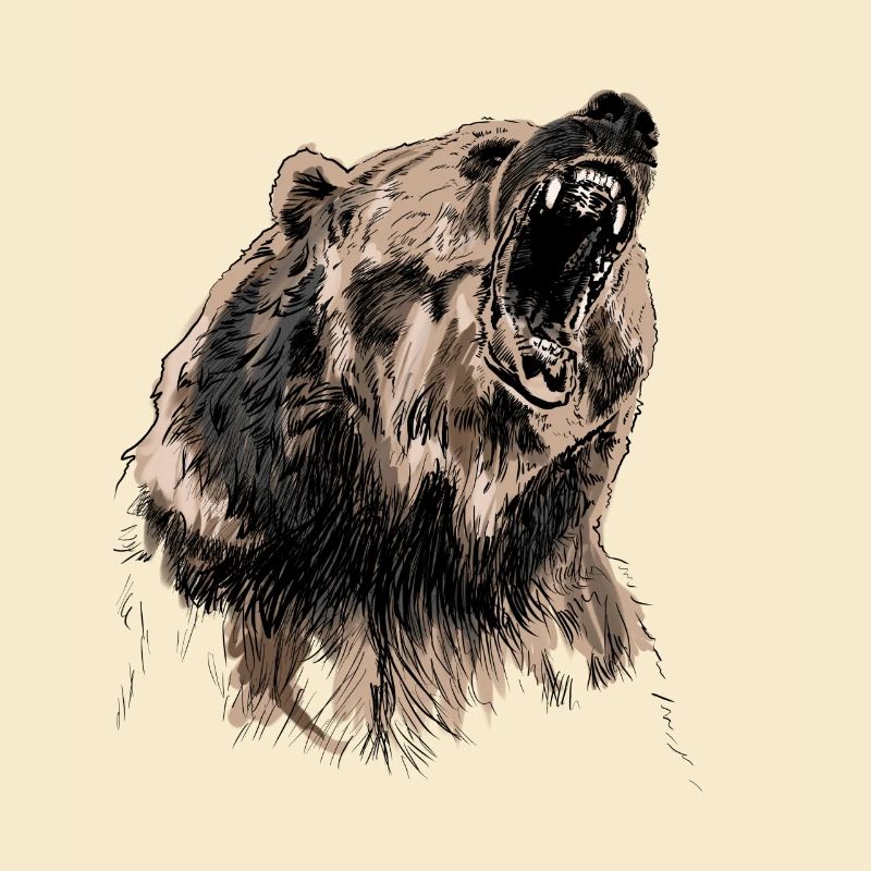 bear