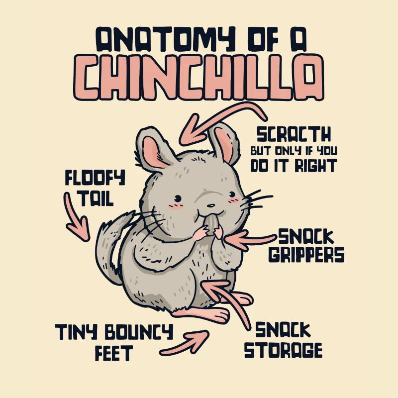 Anatomie d’un chinchilla longue queue cheveux longs
