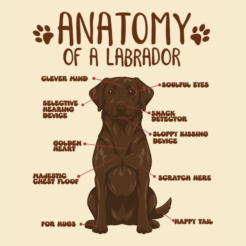 Anatomie eines braunen Labradors