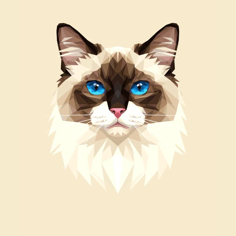 Chat Birman Chat Birman Sacré Chat Birman Mignons Chats Birman