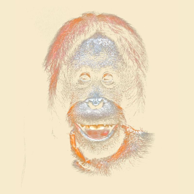 Funny meme with an orangutan