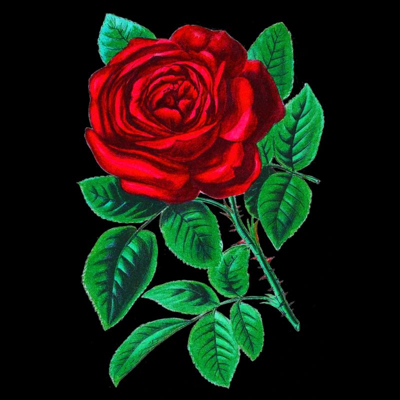 Red Rose