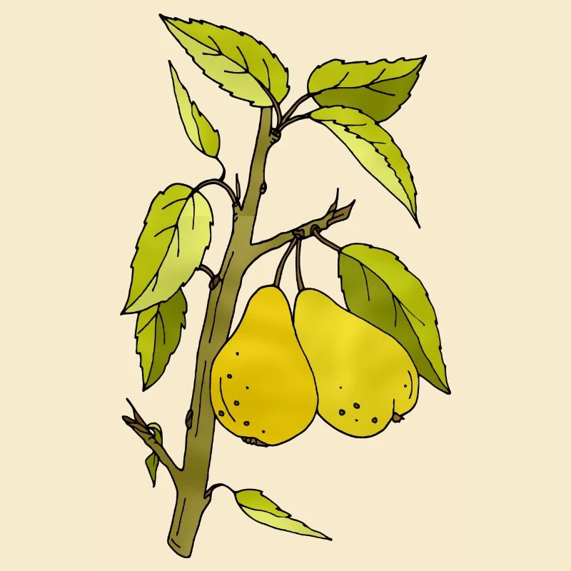 Birnen