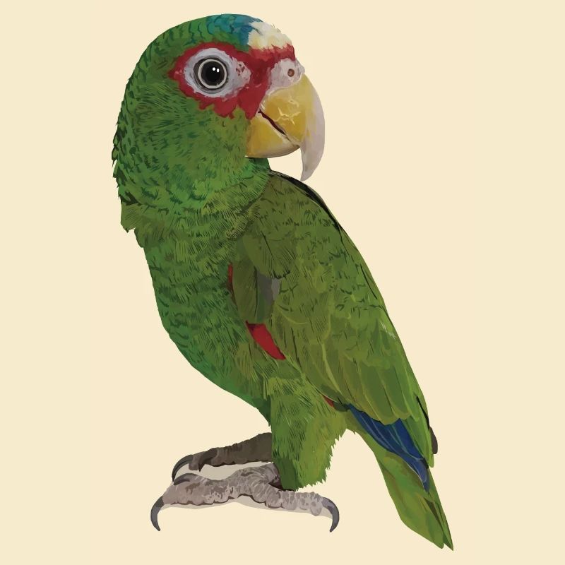 The white-fronted parrot