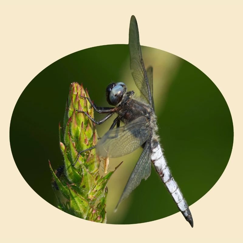 Libellule