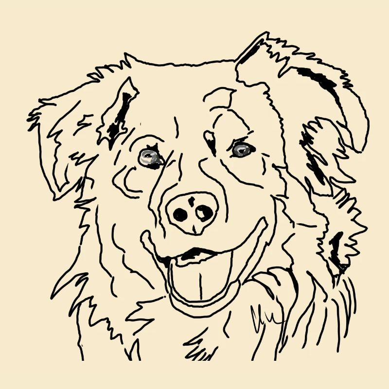 Australian Shepherd
