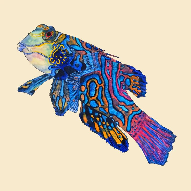 mandarin fish