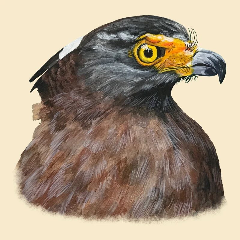 Buse du désert Buse Oiseau de proie Oiseau de proie