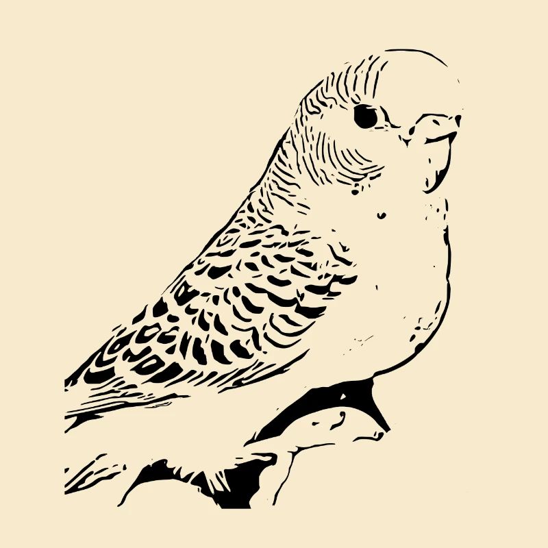 Perruche ondulée