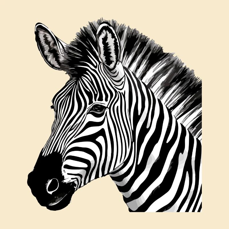 Zebi the Zebra