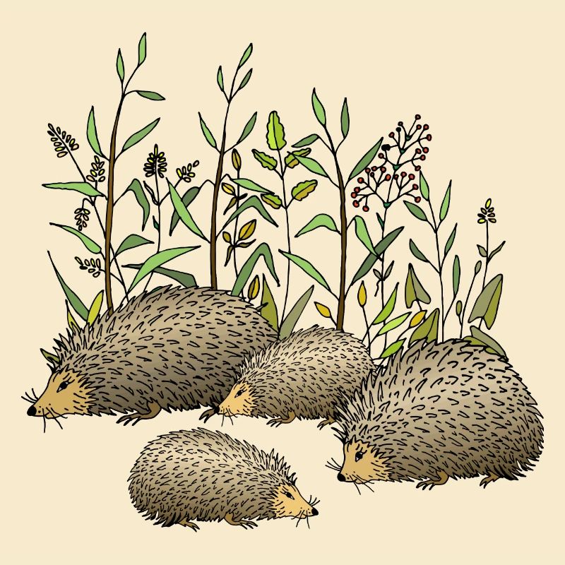 Igel