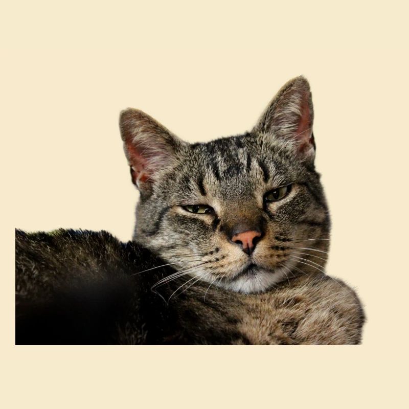 Cat Kitten