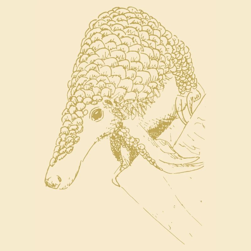 Illustrated designs with armadillo
