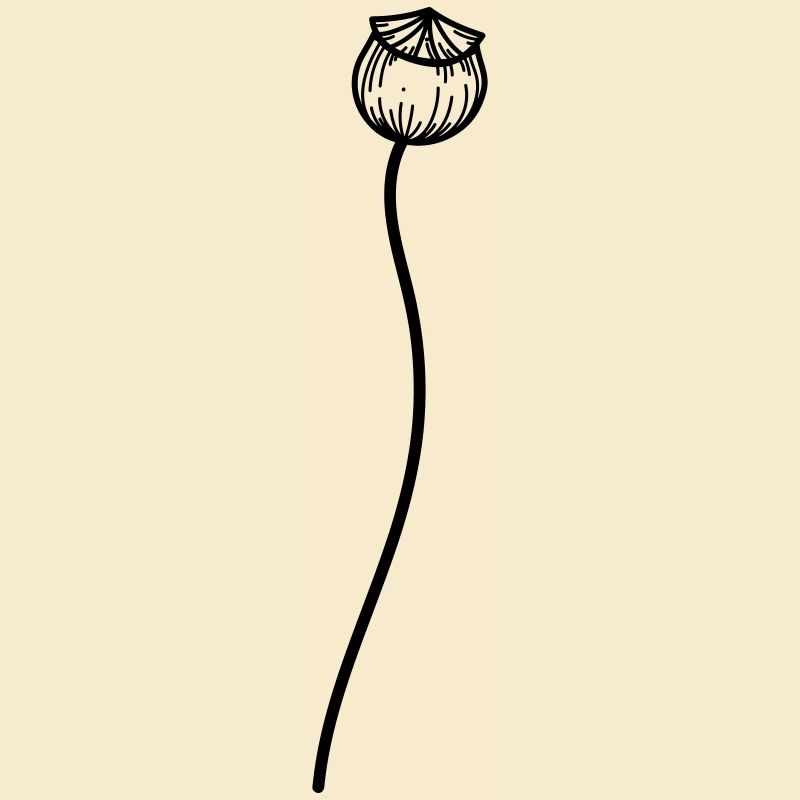 Fleur de pavot 2