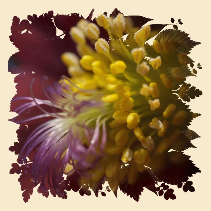 La fleur de pasque est utilisée en médecine populaire