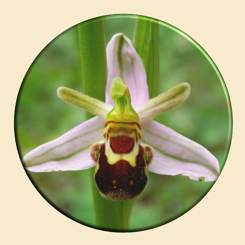 L’orchidée abeille est une orchidée indigène