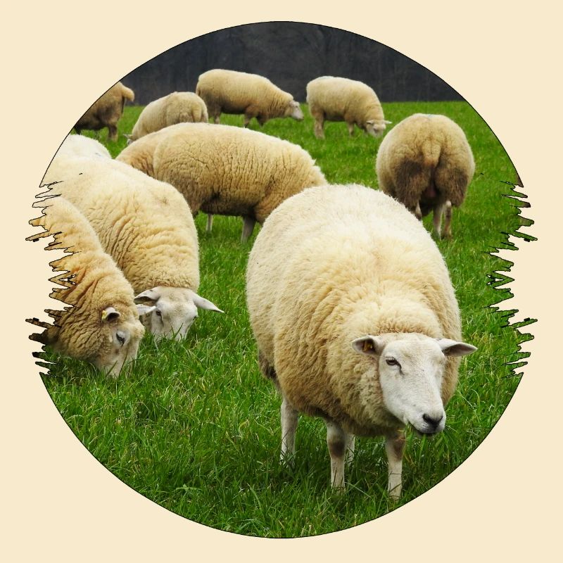 Sheep are ideal landscape conservationists