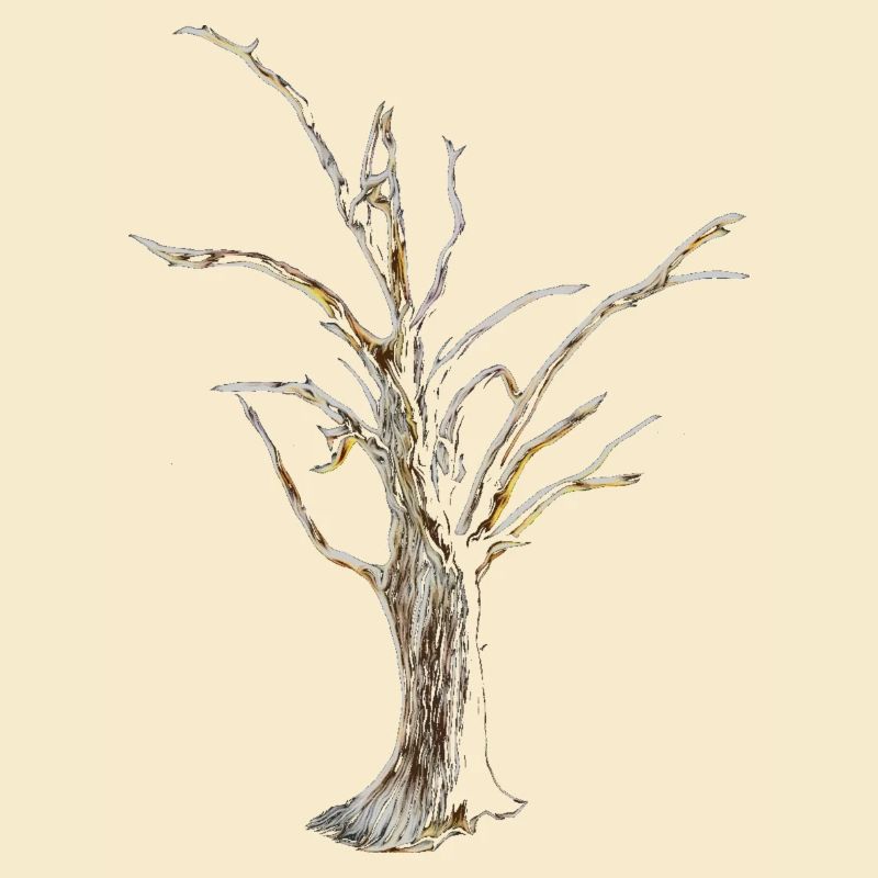 Baum