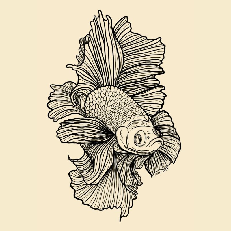 Betta Fish