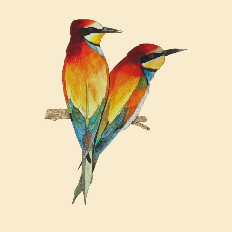 Bienenfresser Vögel Paradiesvogel Merops apiaster