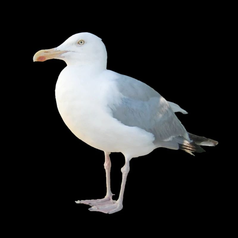 Möwe