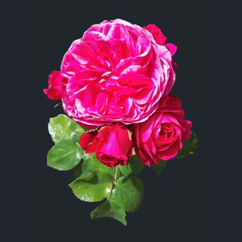 Pink spring rose
