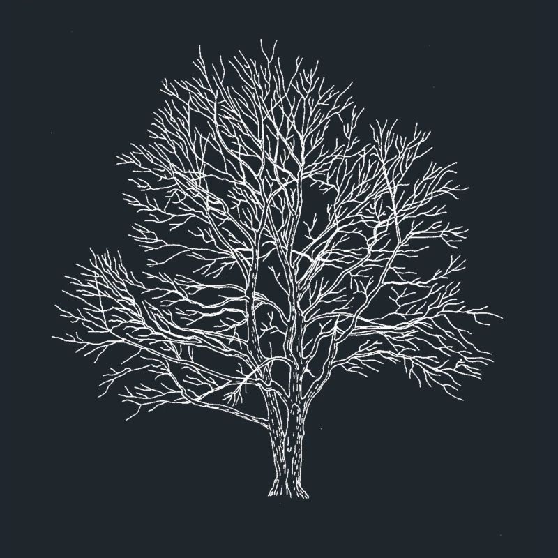 Weißer Baum Silhouette Eiche Wald Natur 