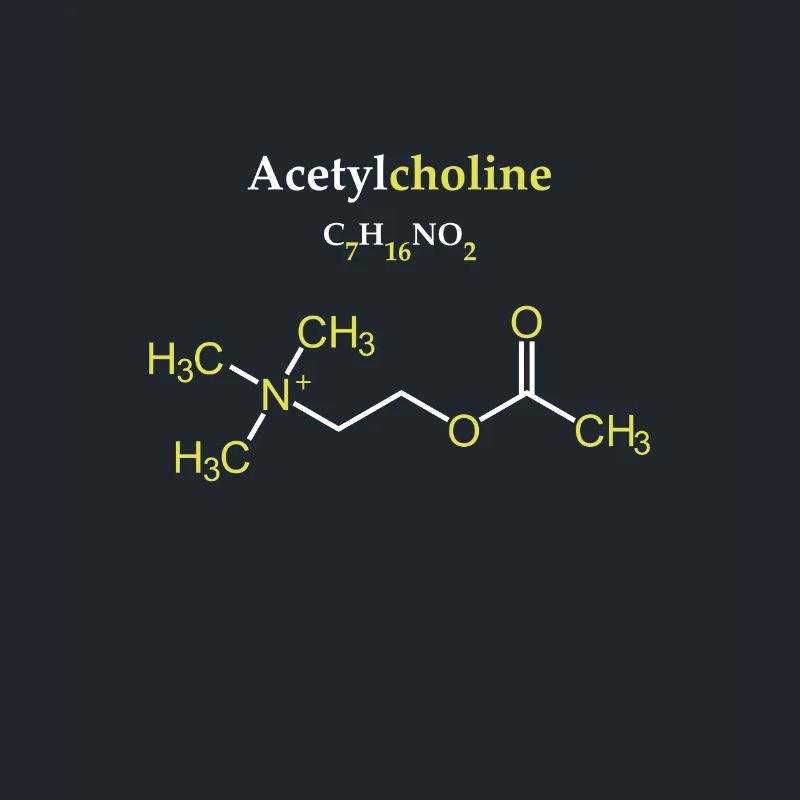 Acetylcholine Molecule