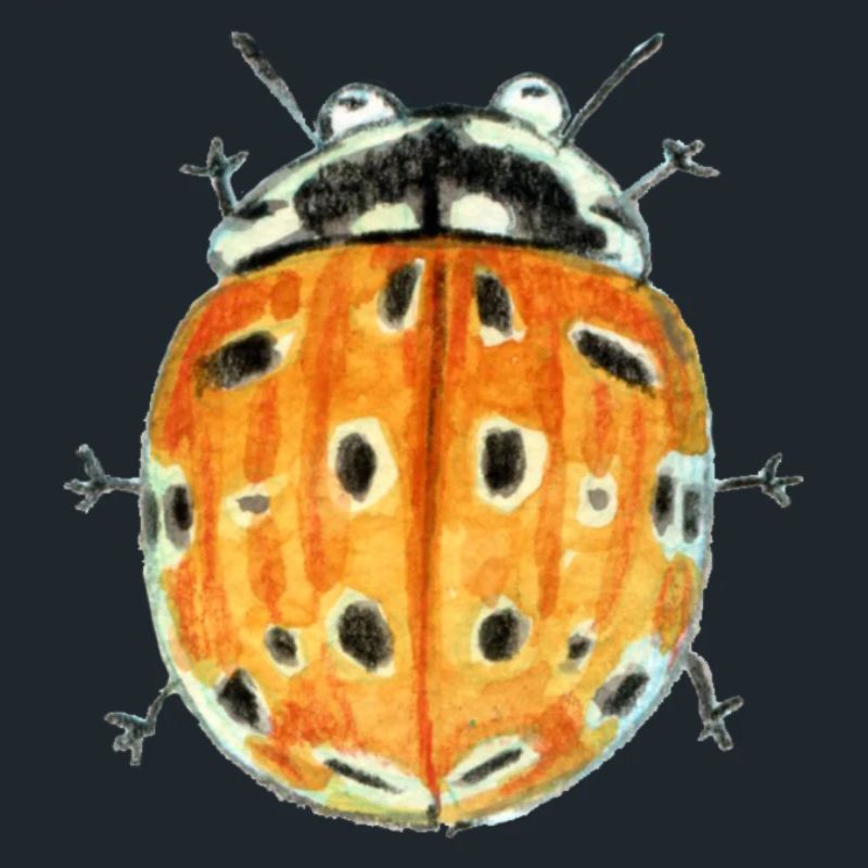 eyespot ladybug